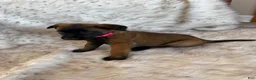 Belgian Malinois dogs for sale: Pink - Ad 1