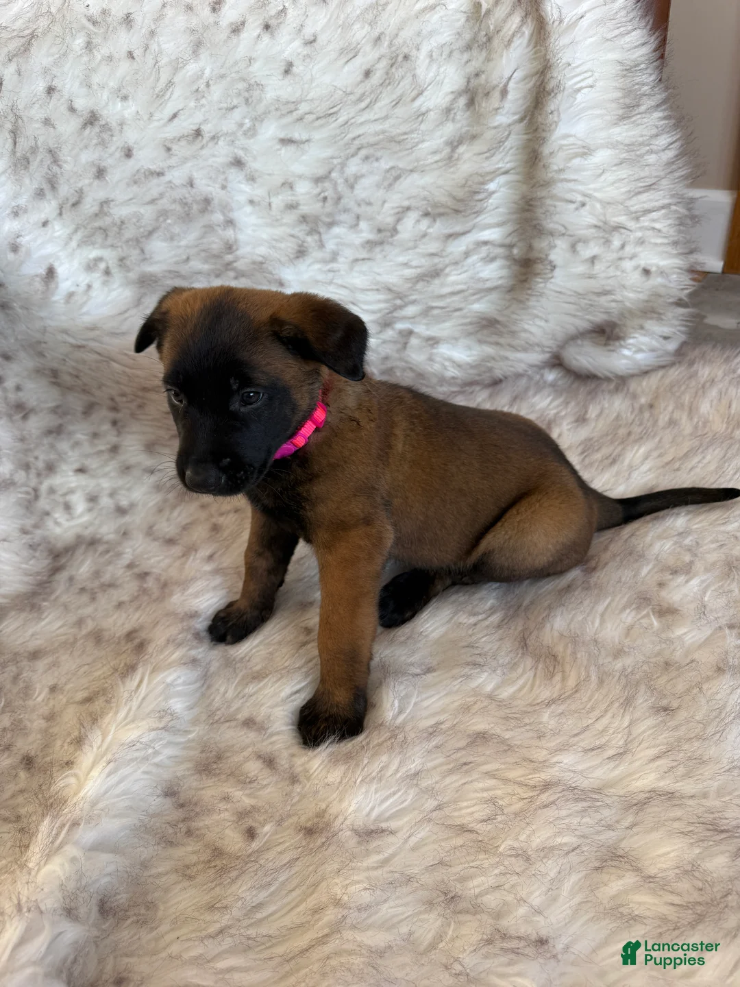 Belgian Malinois dogs for sale: Pink - Ad 1