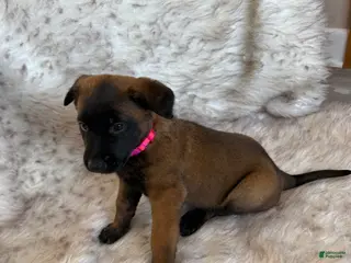 Belgian Malinois dogs for sale: Pink - Ad 2