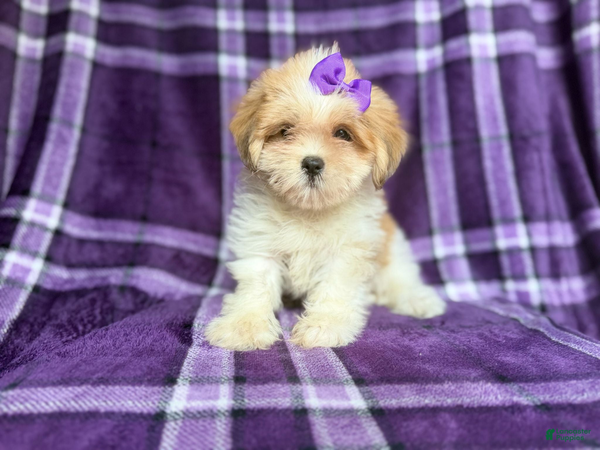 Lhasa Apso dogs Tessa - Ad 24