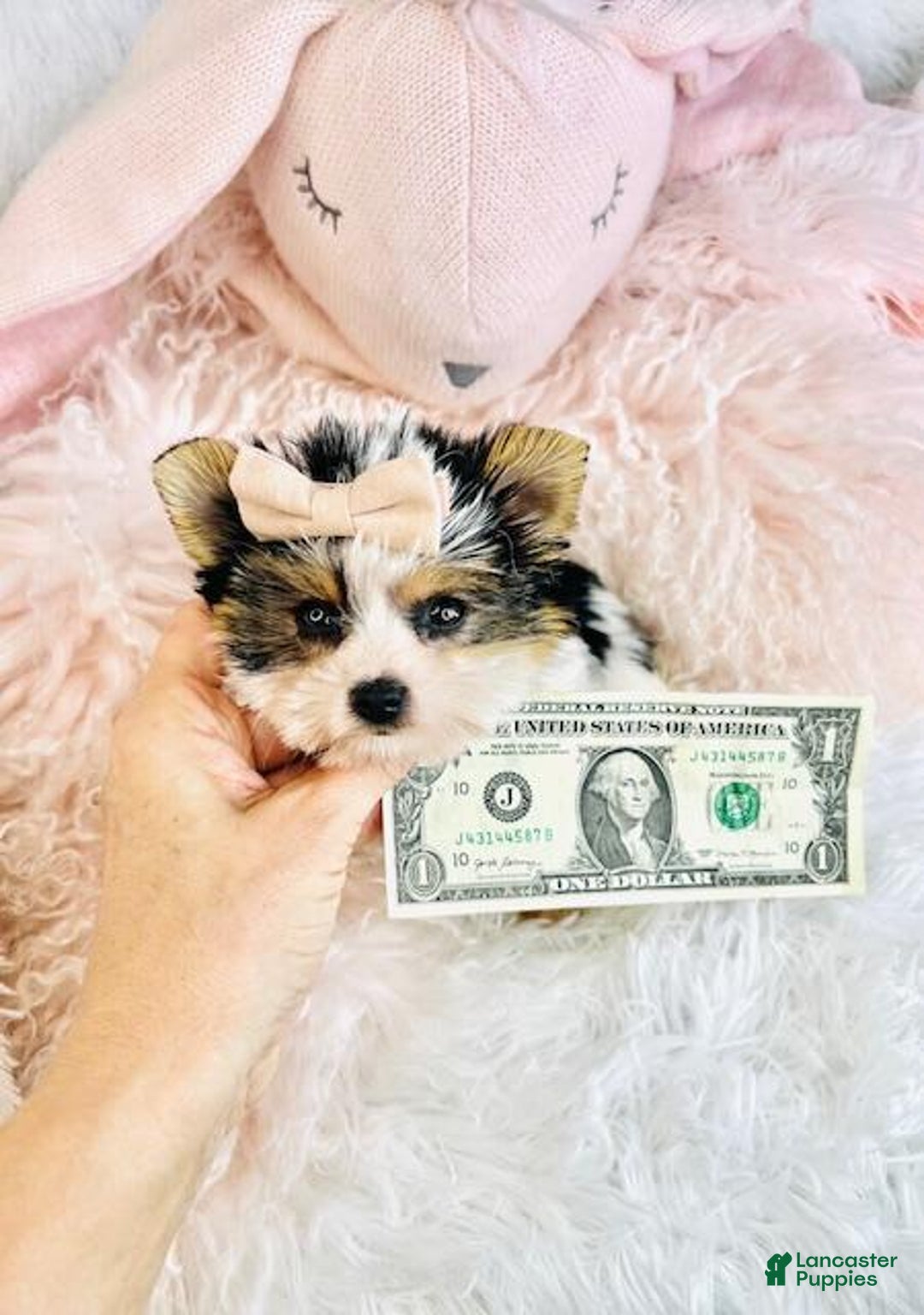 Biewer Terrier dogs for sale: Biewer Terrier Puppy 2 - Ad 1