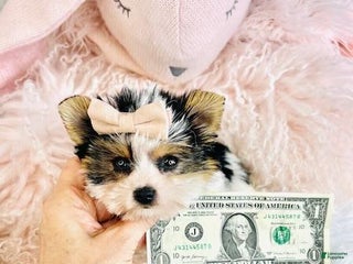 Biewer Terrier dogs Biewer Terrier Puppy 2 - Ad 1