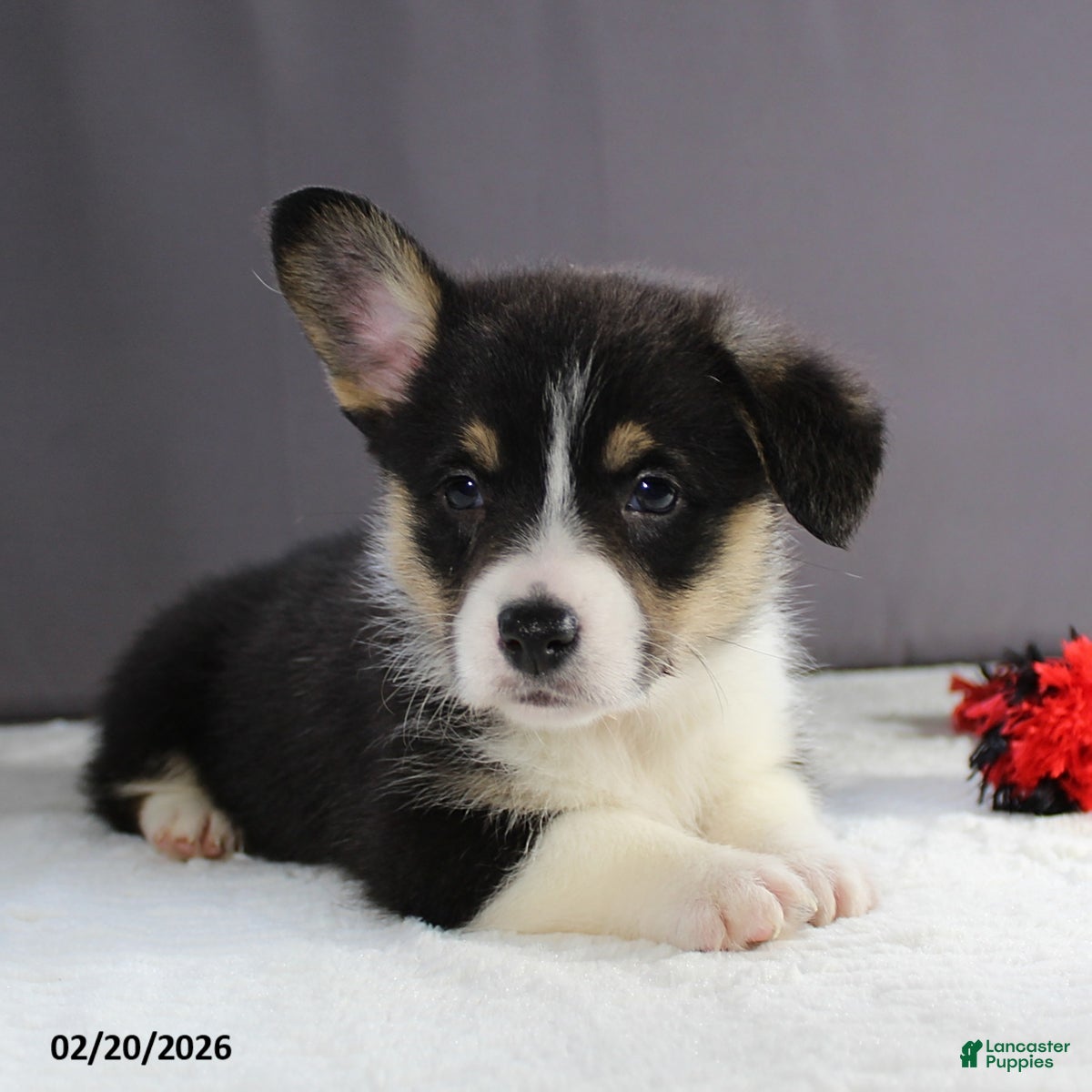 Welsh Corgi Pembroke dogs Bella   - Ad 2