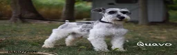Miniature Schnauzer dogs for sale: Lacey - Ad 5