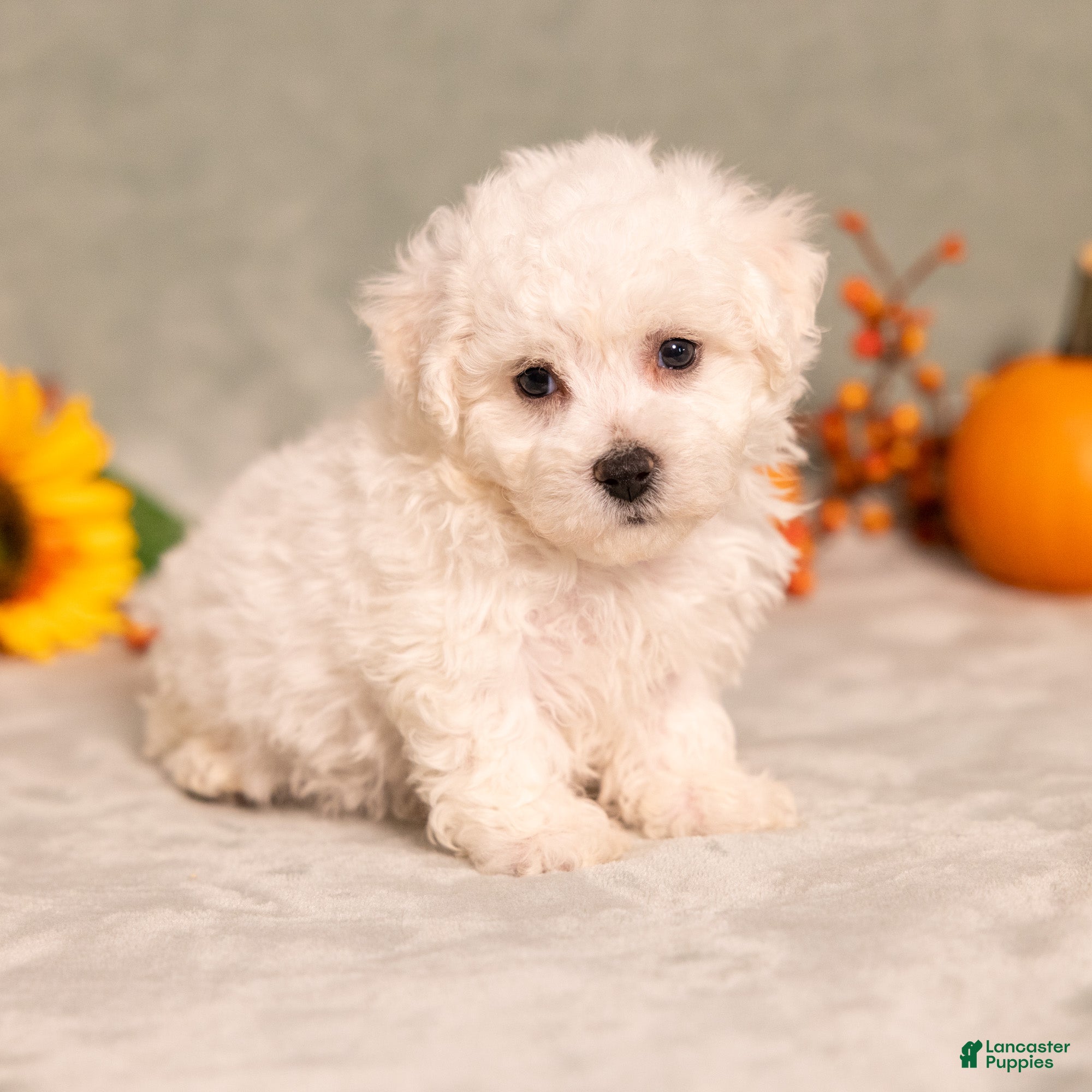 Bichon Frise dogs for sale: Quade - Ad 1