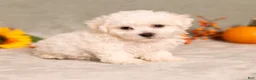 Bichon Frise dogs for sale: Quade - Ad 1