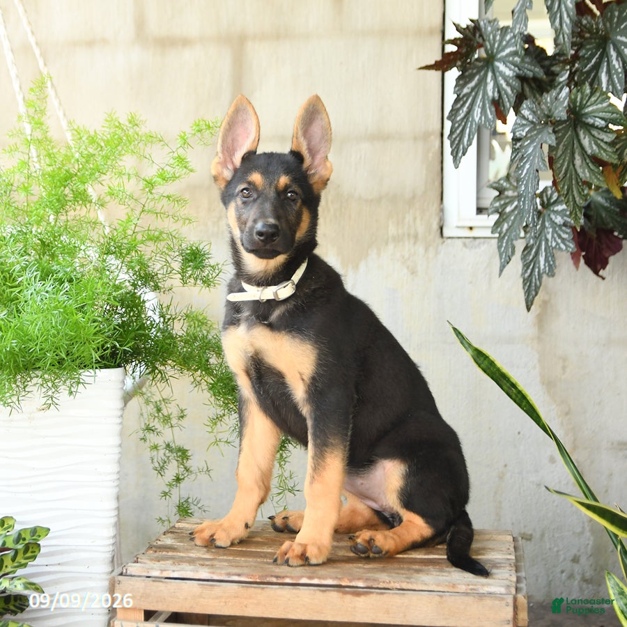German Shepherd dogs Nutmeg - Ad 1