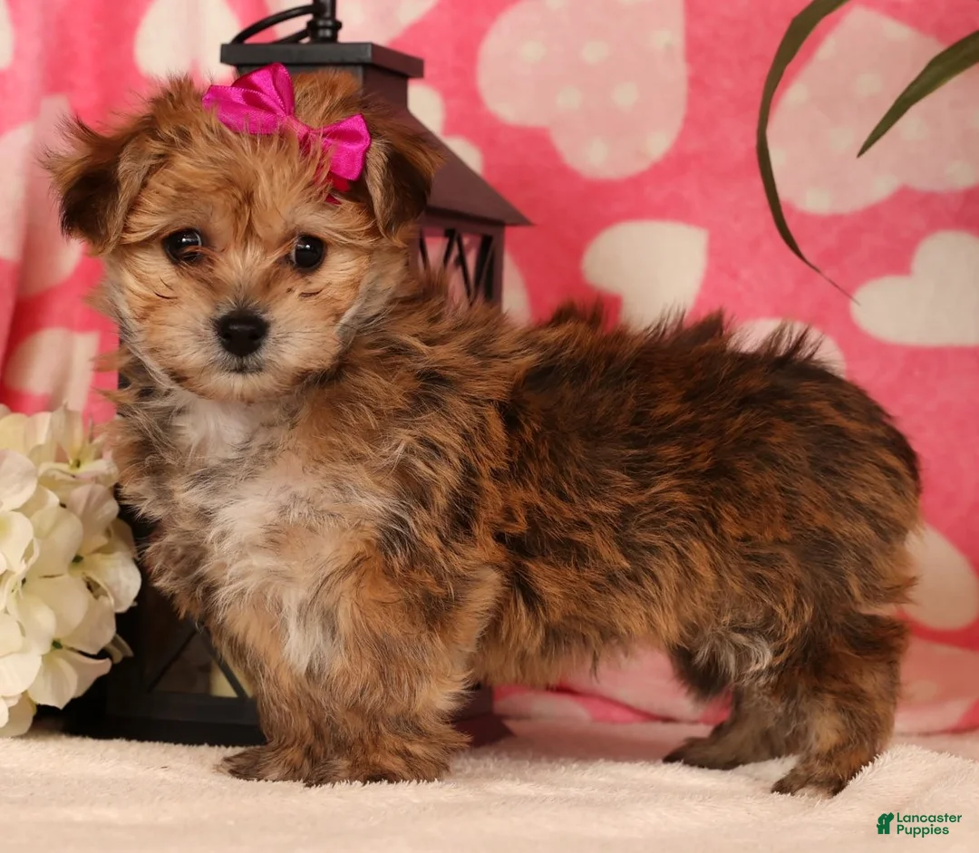 Yochon dogs for sale: Taylor - Ad 3