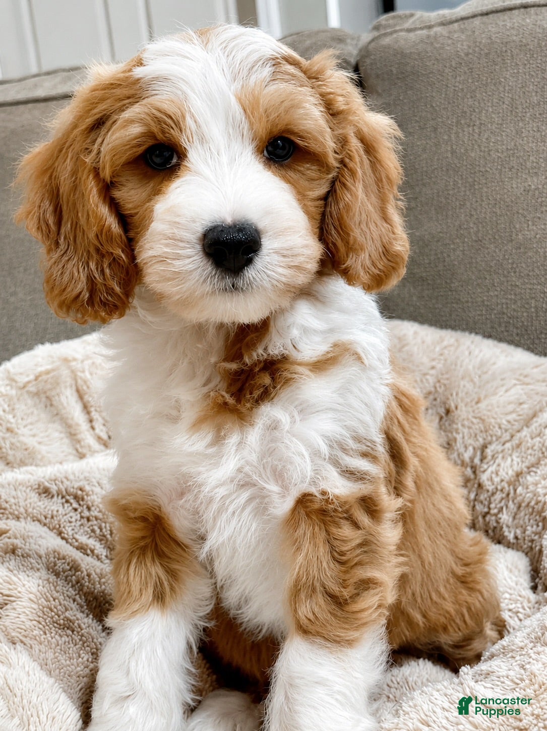 Mini Goldendoodle dogs Cody-OFA&GeneticParents - Ad 1