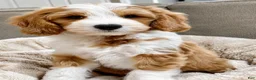 Mini Goldendoodle dogs for sale: Cody-OFA&GeneticParents - Ad 1