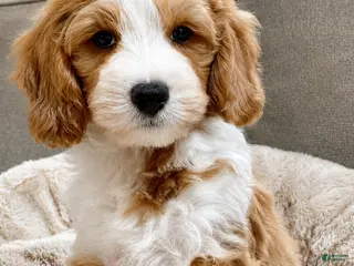 Mini Goldendoodle dogs for sale: Cody-OFA&GeneticParents - Ad 2