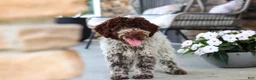 Lagotto Romagnolo dogs for sale: Leo - Ad 9
