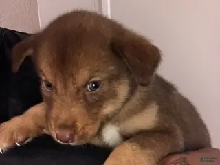 Mixed Breed dogs Sushi - Ad 5