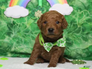 Goldendoodle dogs RC - Ad 2