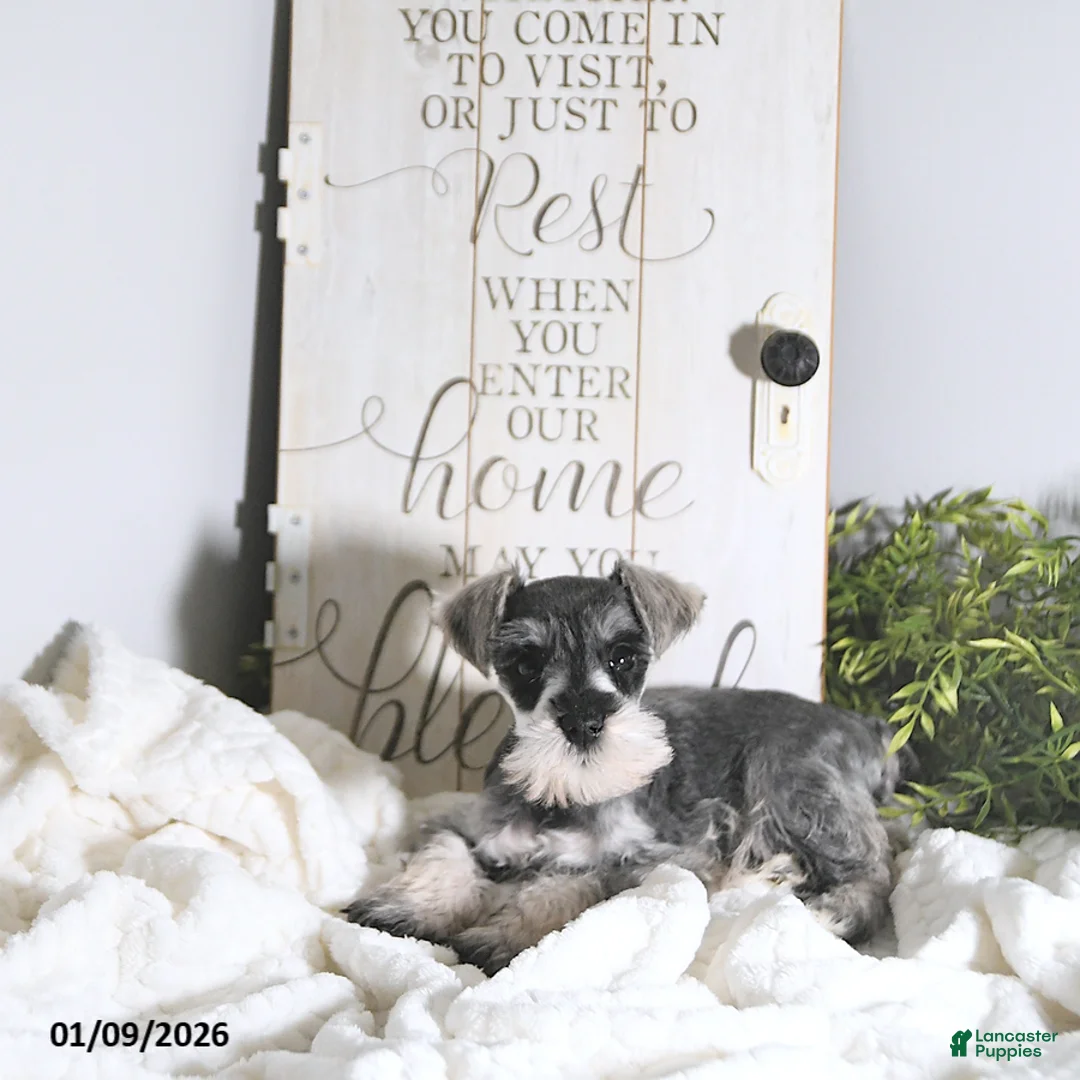 Miniature Schnauzer dogs for sale: Nick  - Ad 5