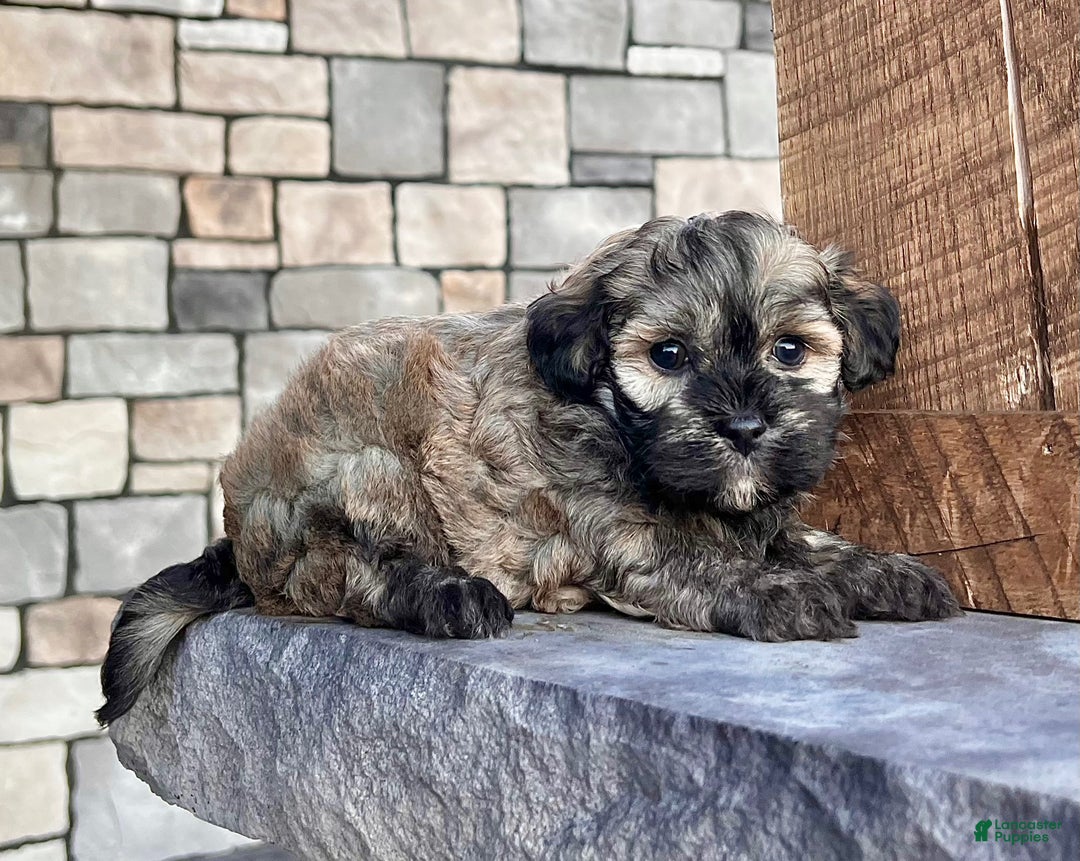Havanese dogs for sale: Chip - Ad 2