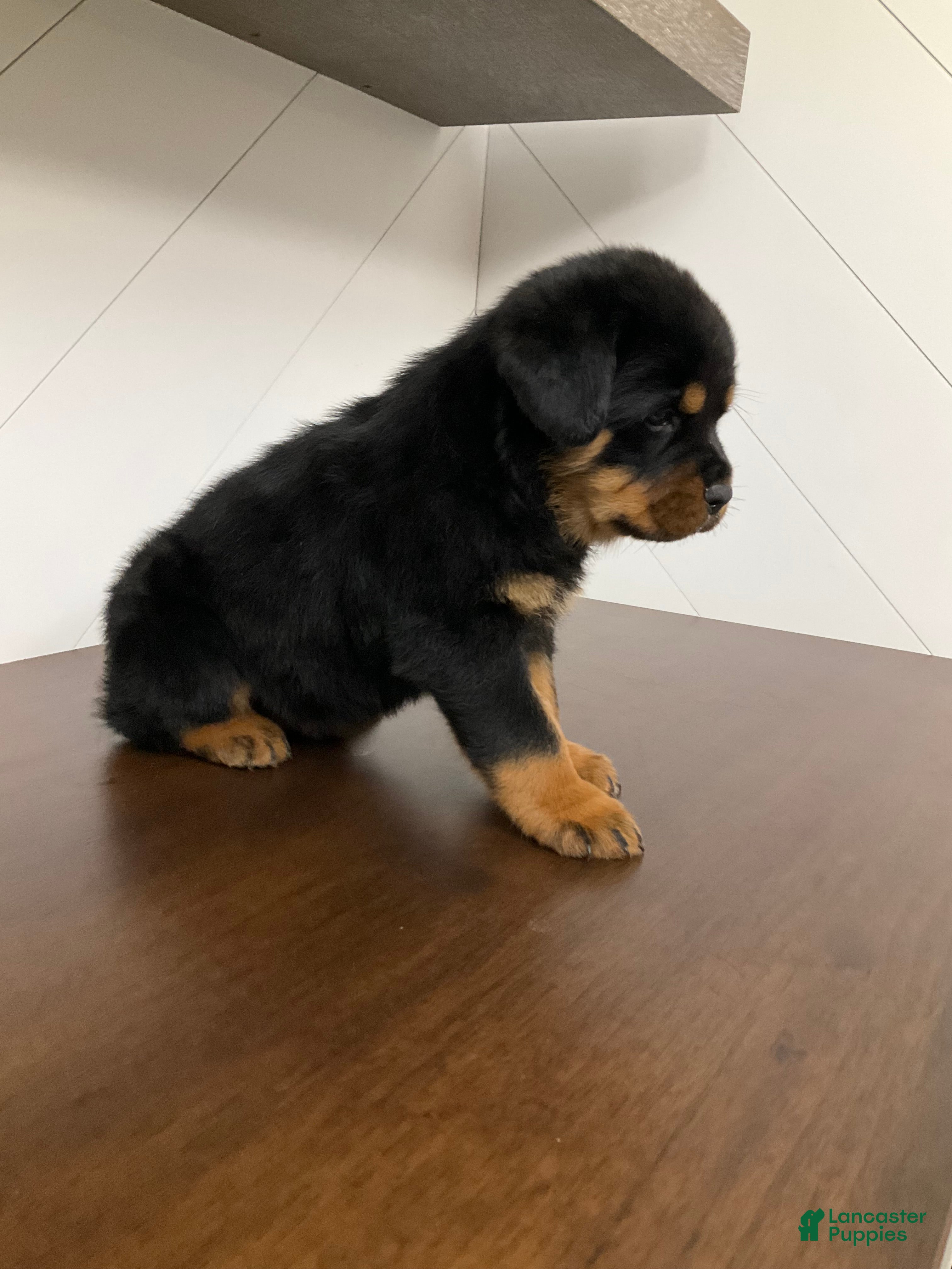 Rottweiler dogs Rottweiler Puppy 7 - Ad 6