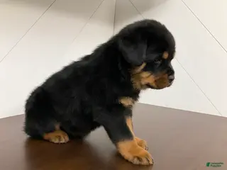 Rottweiler dogs Rottweiler Puppy 7 - Ad 6