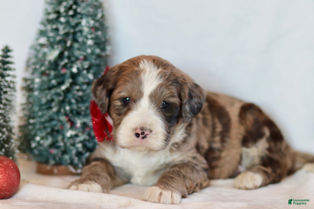 Bernedoodle dogs for sale: Aspen - Ad 4