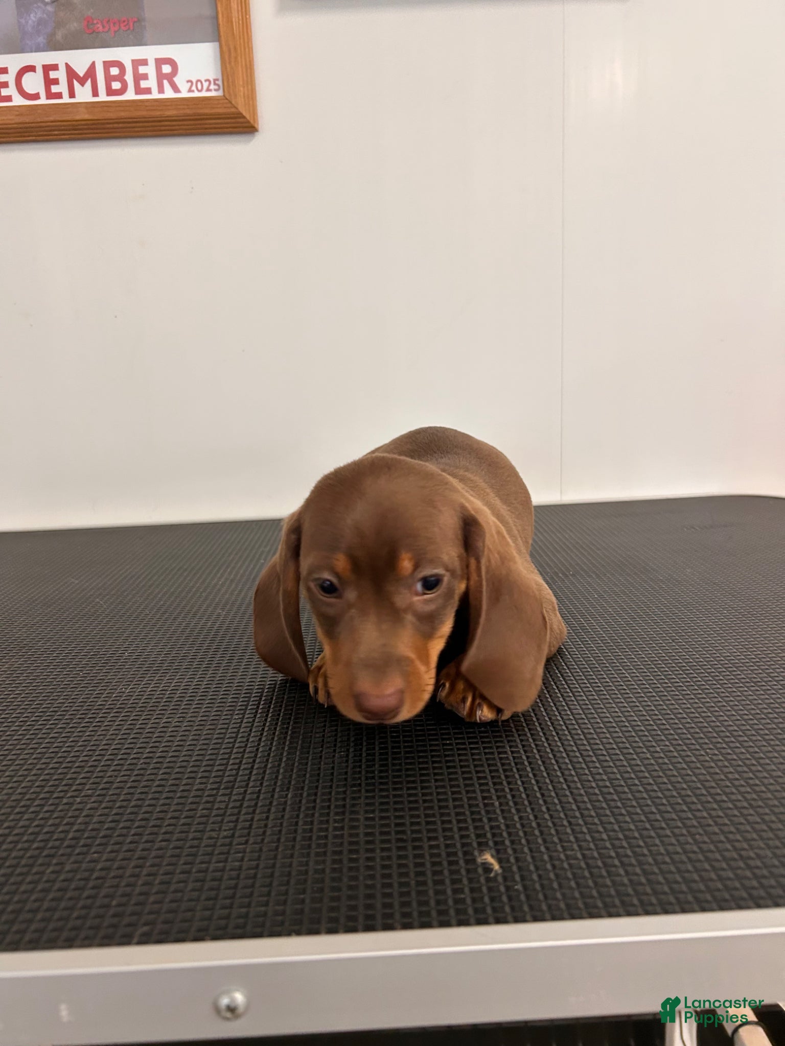 Miniature Dachshund dogs Gary  - Ad 2