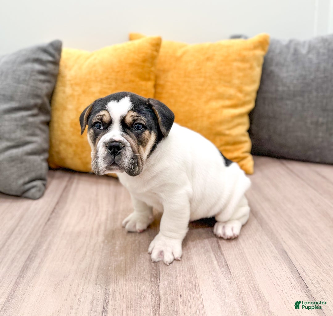 Mixed Breed dogs for sale: Kobe - Ad 4