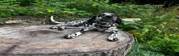 Dalmatian dogs for sale: Sydney - Ad 4