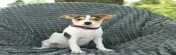 Smooth Fox Terrier dogs for sale: Diamond - Ad 3