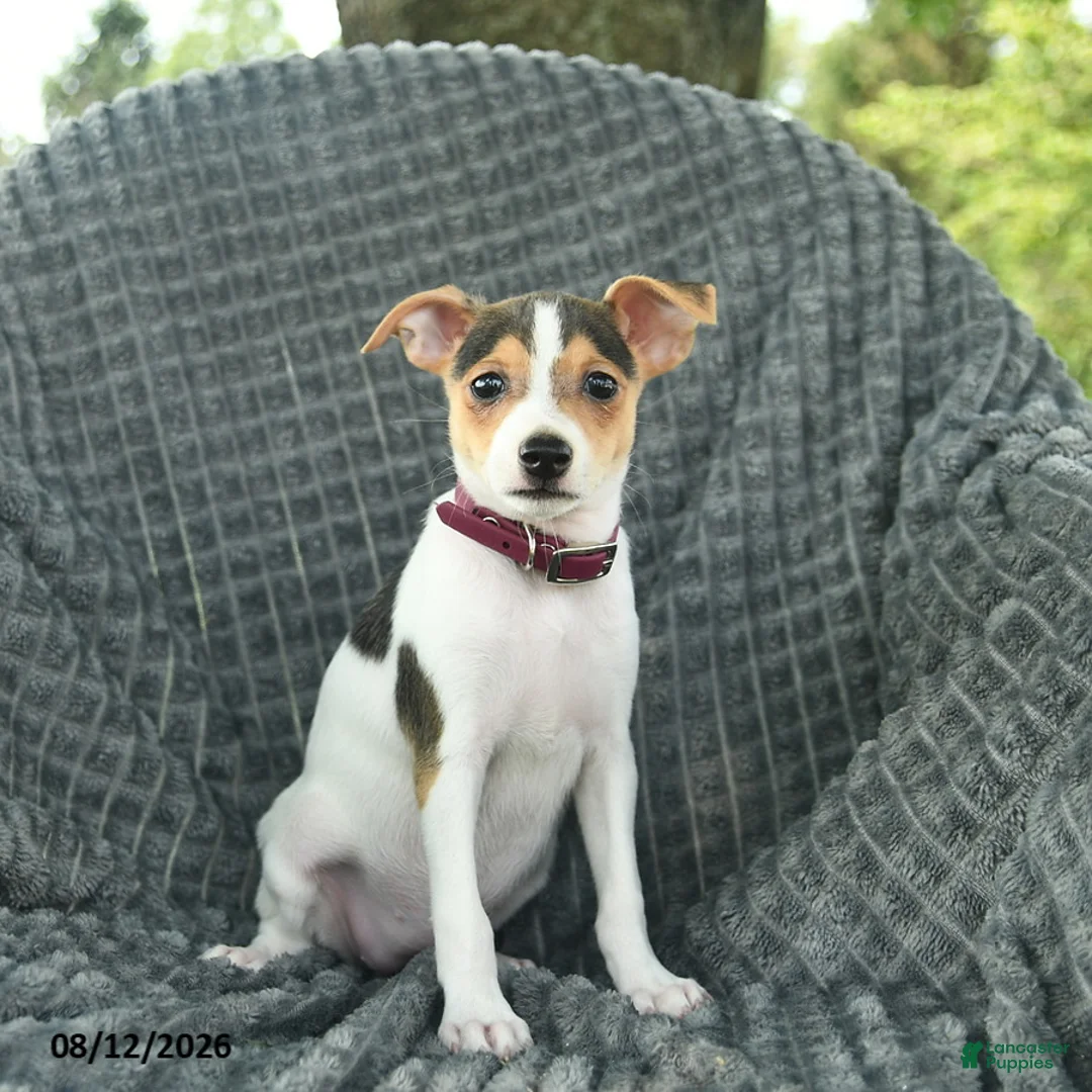 Smooth Fox Terrier dogs for sale: Diamond - Ad 3