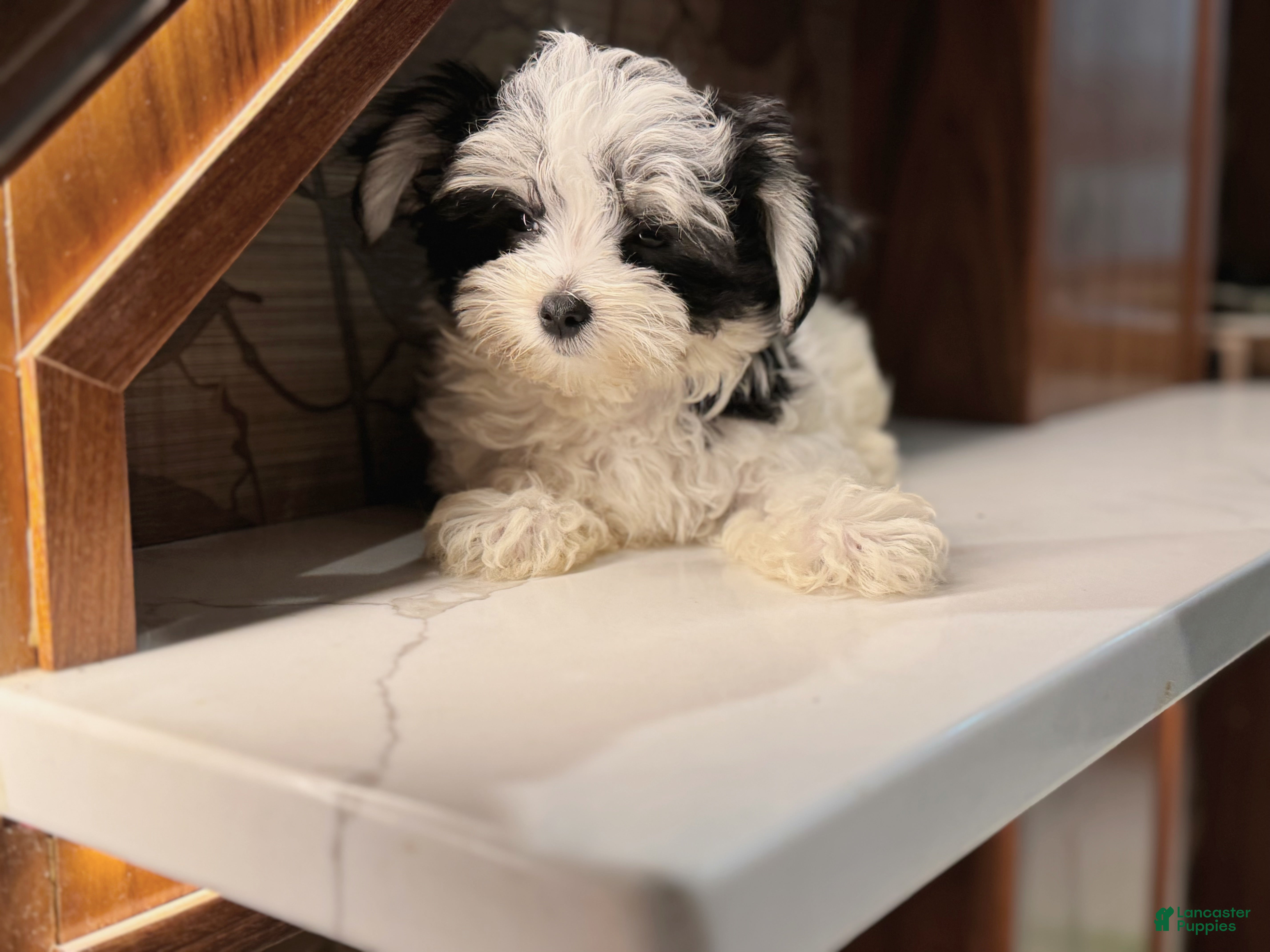 Maltese Puppies Ideal Weight For Maltese Shih Tzu Lab Maltese