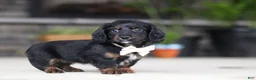 Miniature Dachshund dogs for sale: Jordan - Ad 4