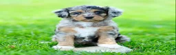 Cavapoo dogs for sale: Ellie - Ad 3