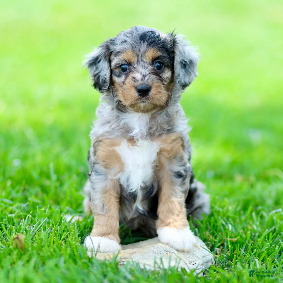 Cavapoo dogs for sale: Ellie - Ad 3