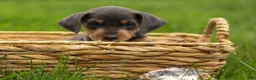Miniature Pinscher dogs for sale: ANDREW - Ad 4