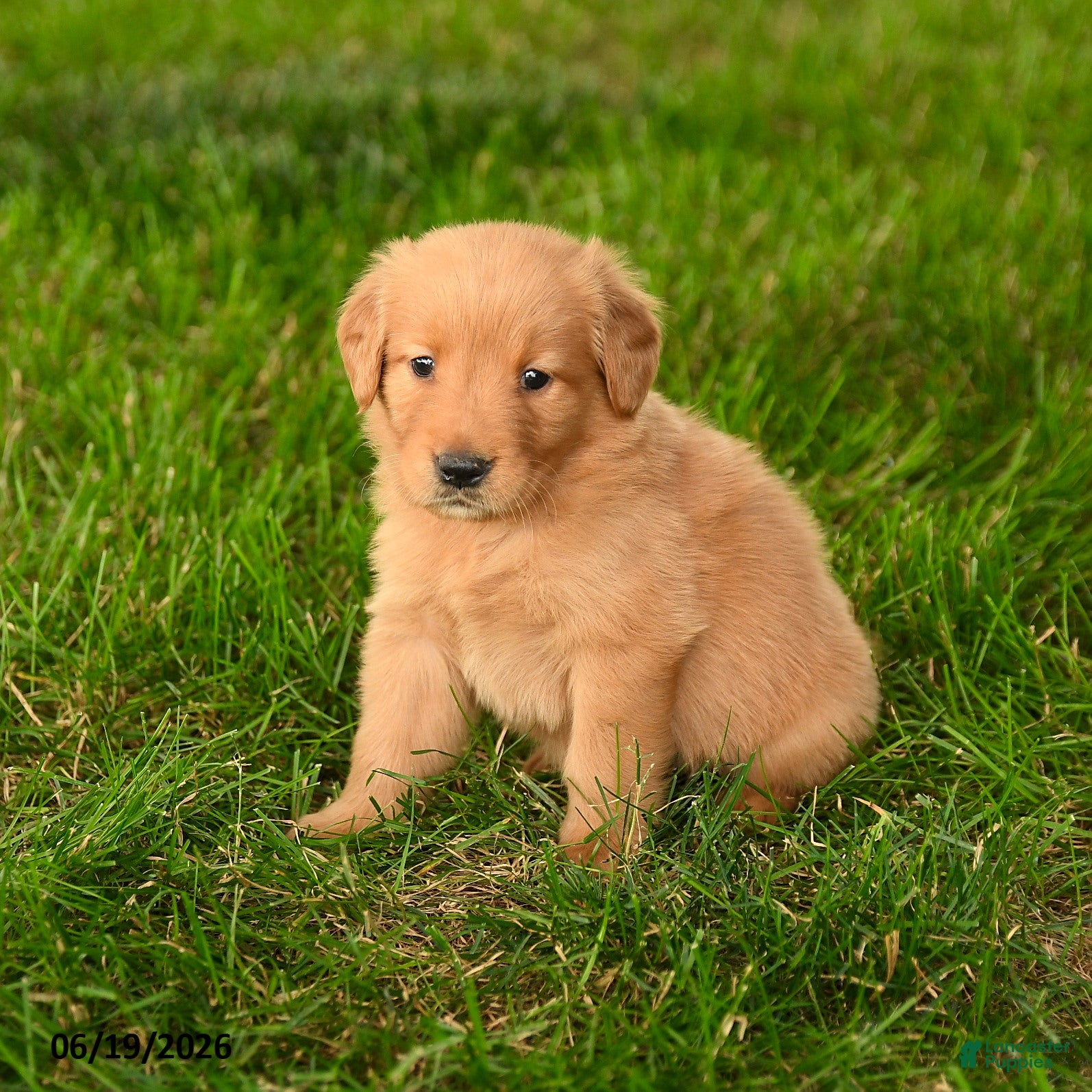 Golden Retriever dogs Chasity - Ad 2
