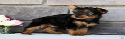 Morkie dogs for sale: Ozzy - Ad 8