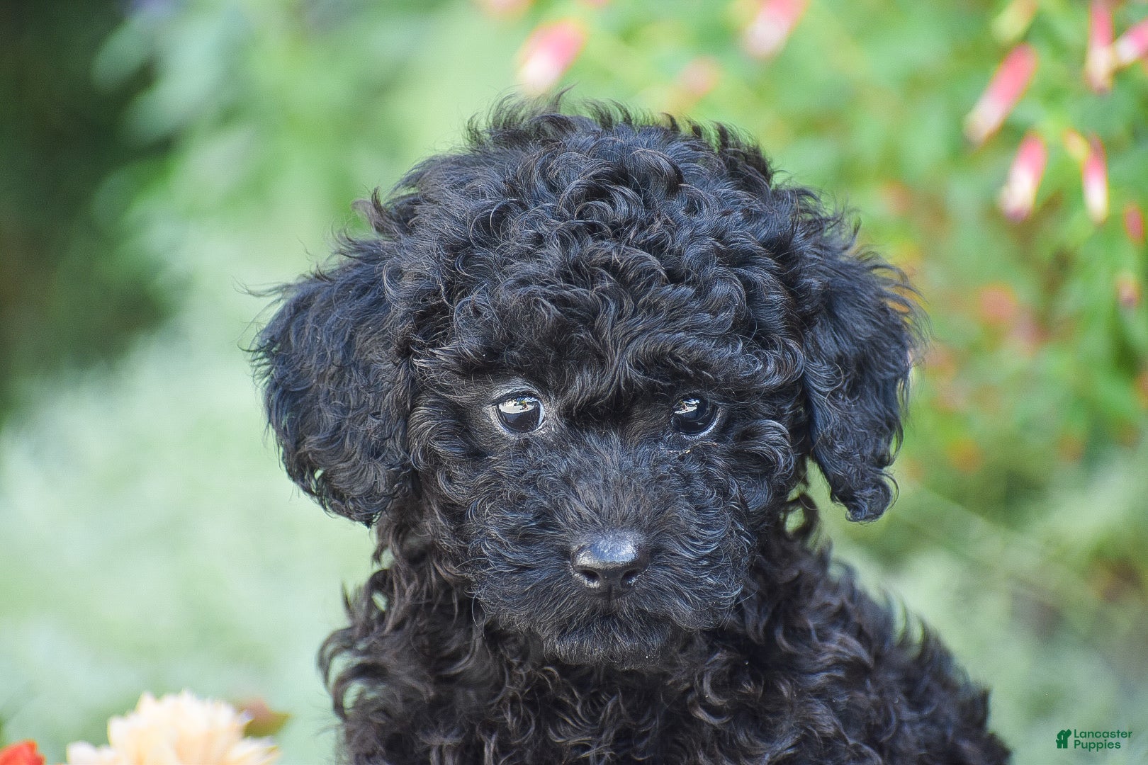 Toy Poodle dogs Bryce - Ad 2