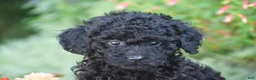 Toy Poodle dogs for sale: Bryce - Ad 2