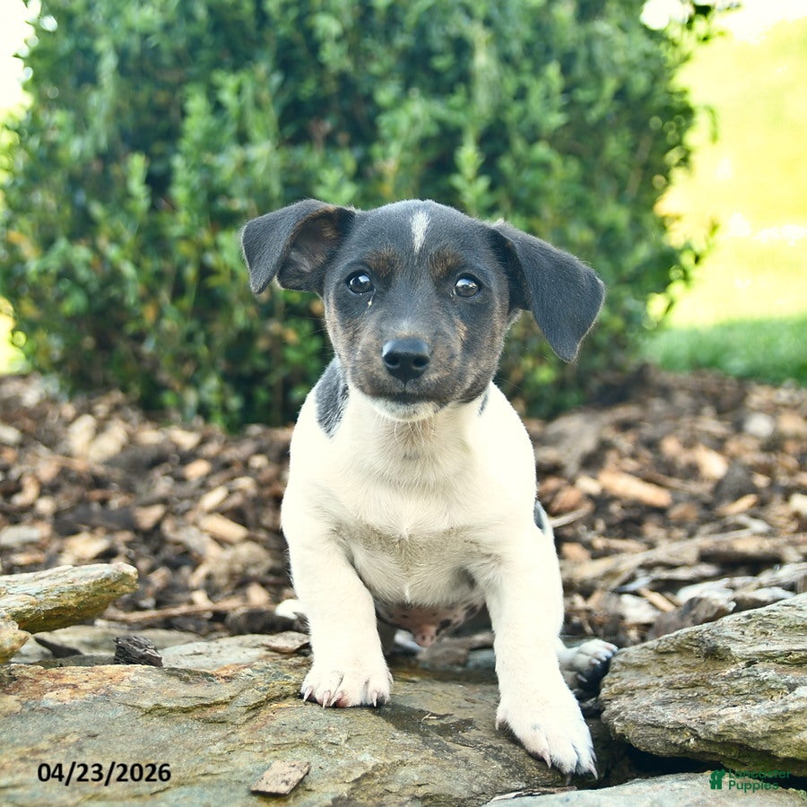 Mixed Breed dogs Raccoon  - Ad 2