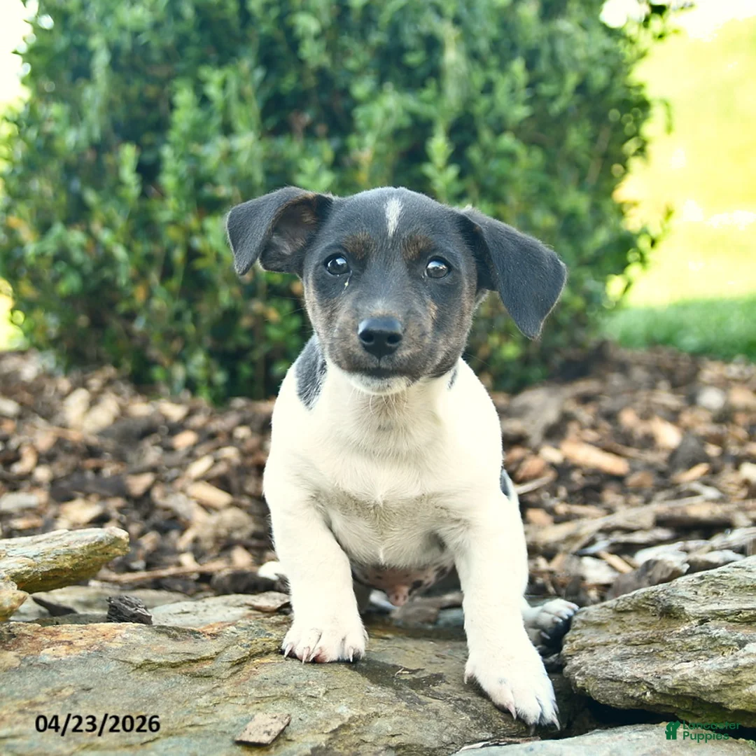 Mixed Breed dogs for sale: Raccoon  - Ad 2