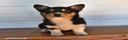 Welsh Corgi Pembroke dogs for sale: Honey - Ad 2