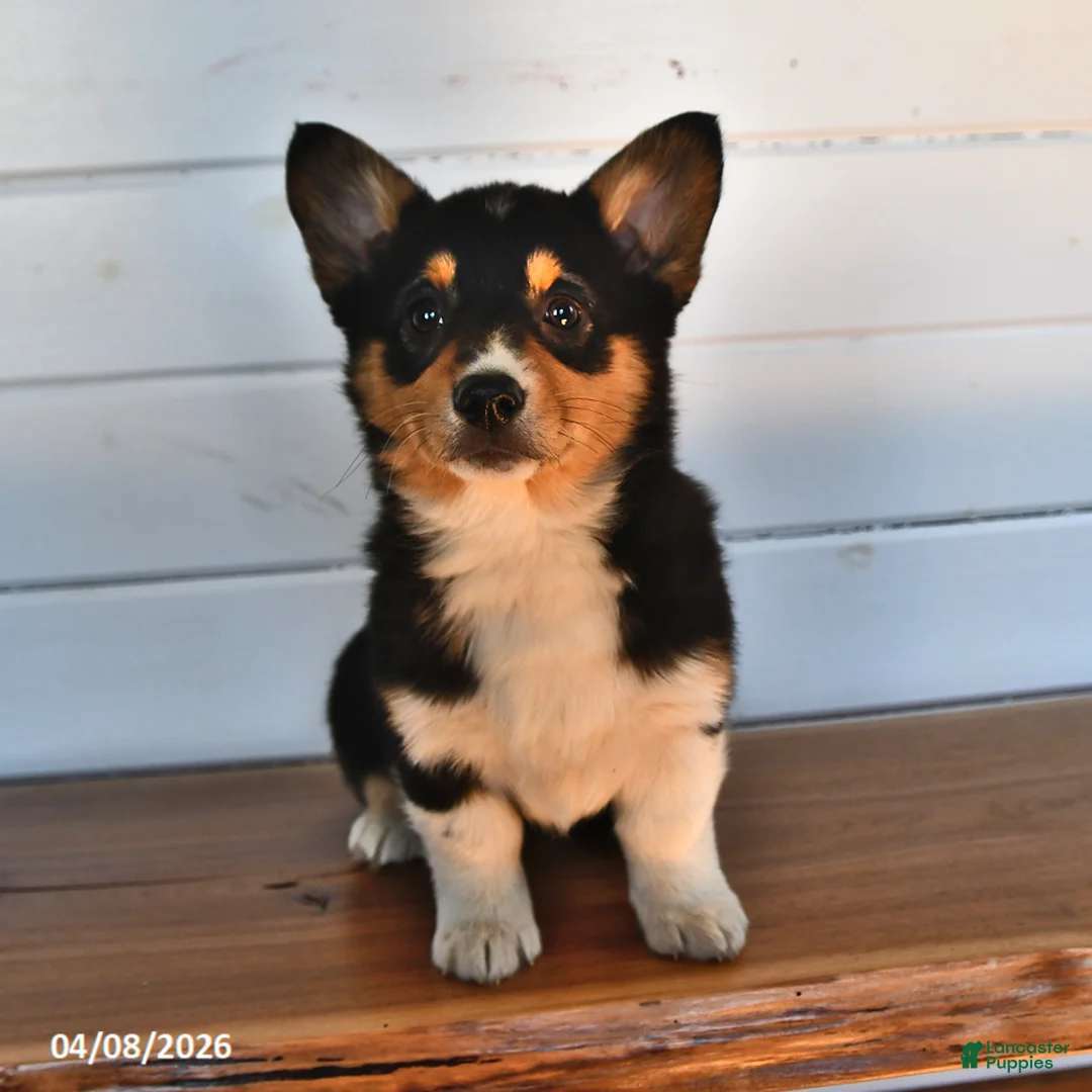 Welsh Corgi Pembroke dogs for sale: Honey - Ad 2