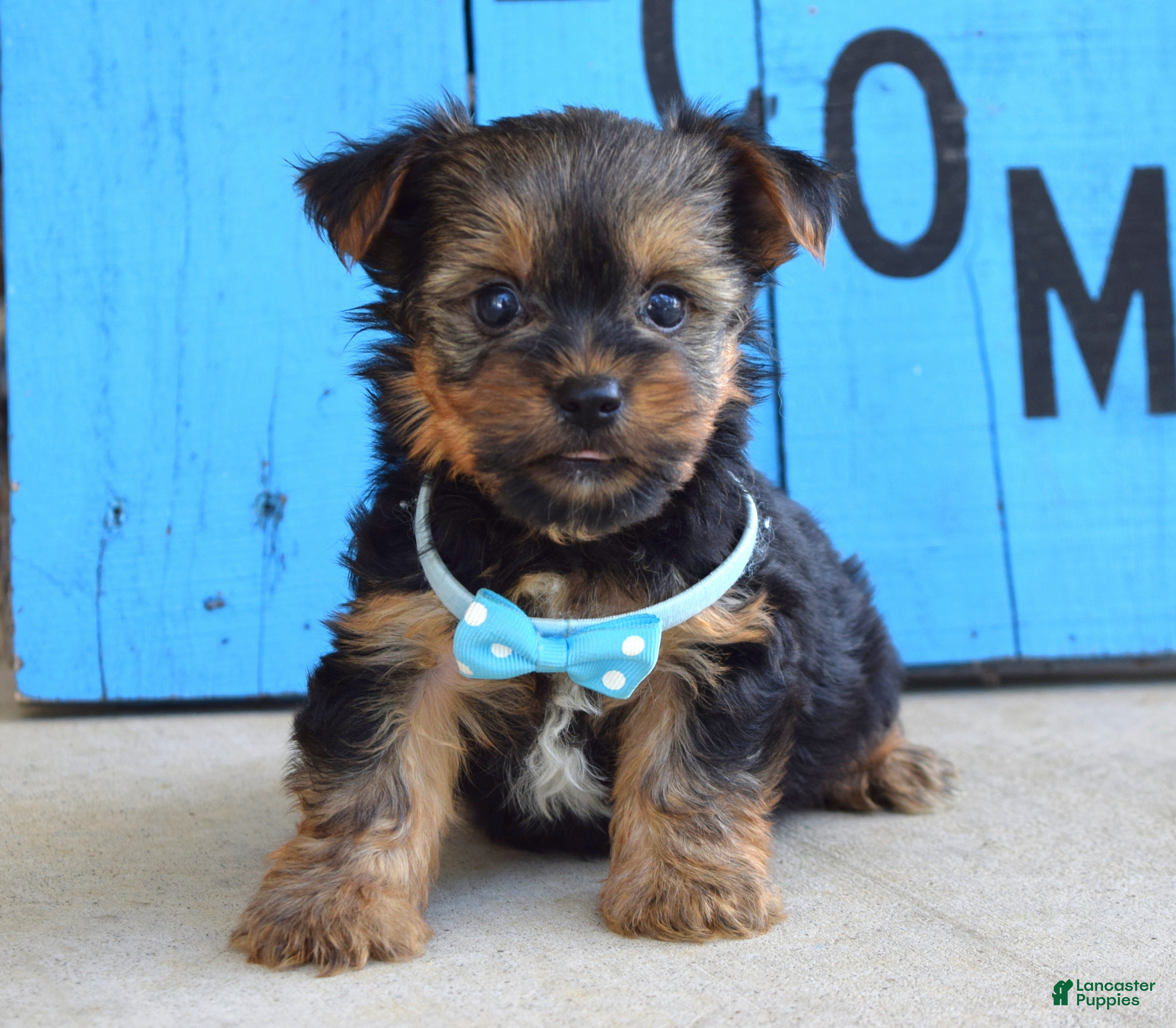 Under $500 Micro Teacup Yorkie Puppies For Sale Near Me All About