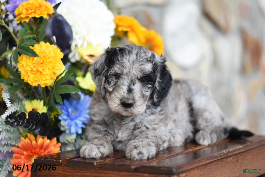 Mini Goldendoodle dogs for sale: Wrenn - Ad 1