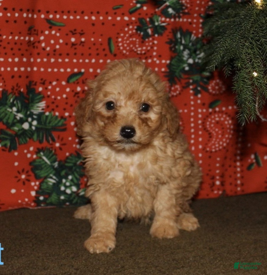 Mini Goldendoodle dogs Comet - Ad 34