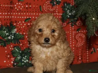 Mini Goldendoodle dogs Comet - Ad 33
