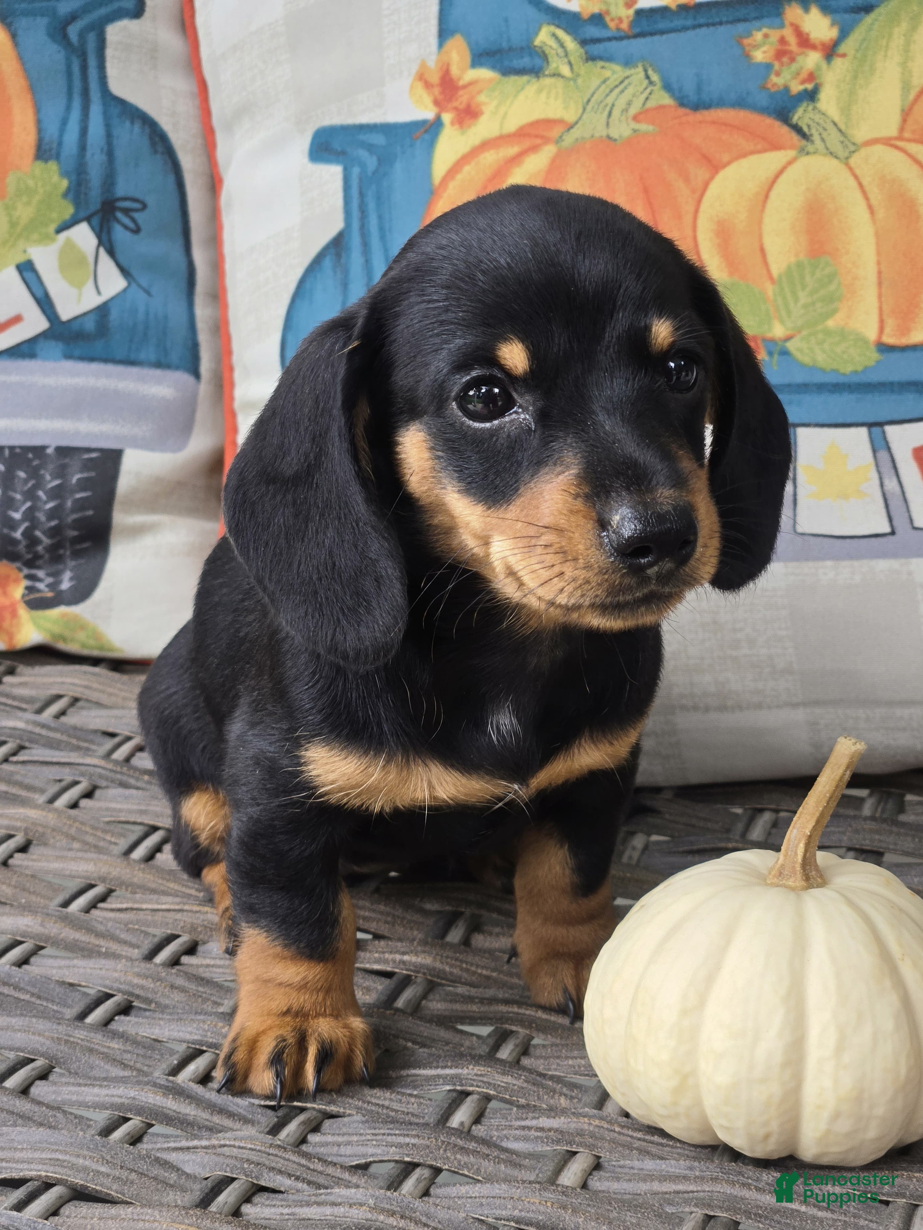 Miniature Dachshund dogs Dixie  - Ad 2