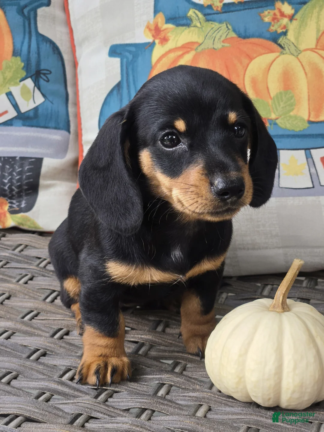 Miniature Dachshund dogs for sale: Dixie  - Ad 2