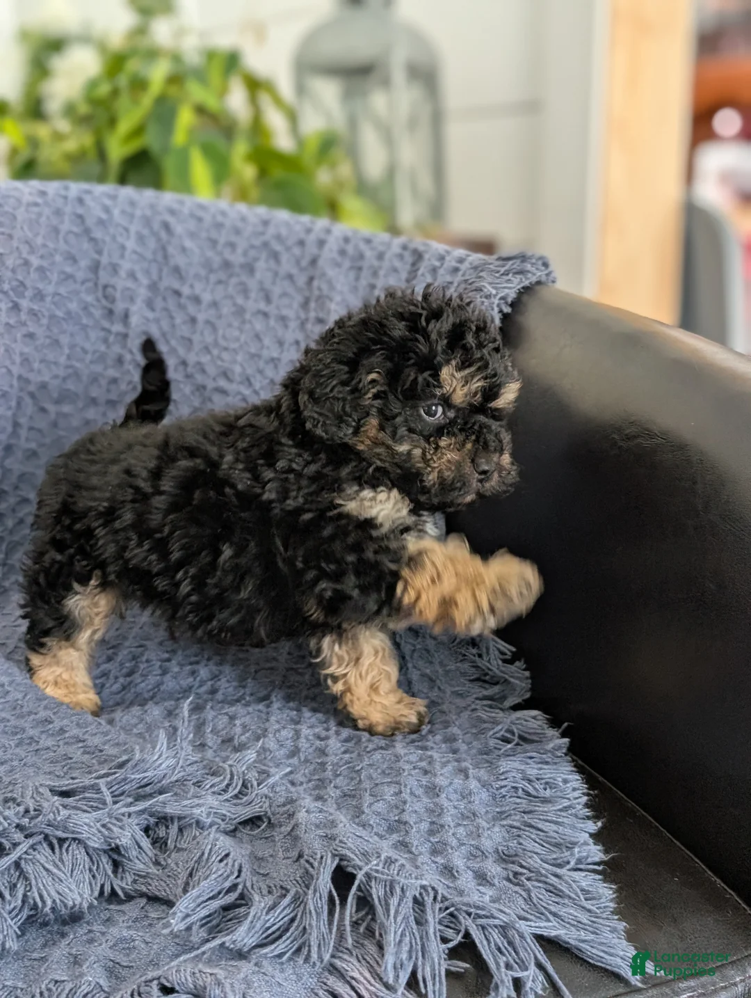 Cockapoo dogs for sale: Tiny Atlas - Ad 5