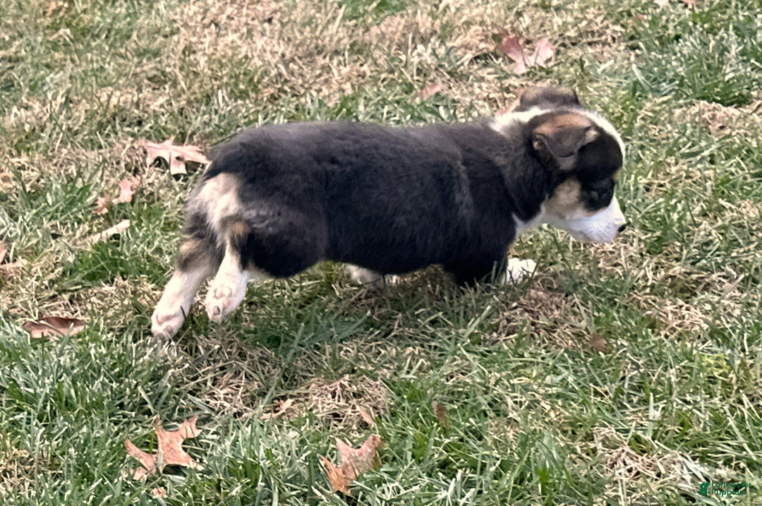 Welsh Corgi Pembroke dogs for sale: Banner - Ad 11