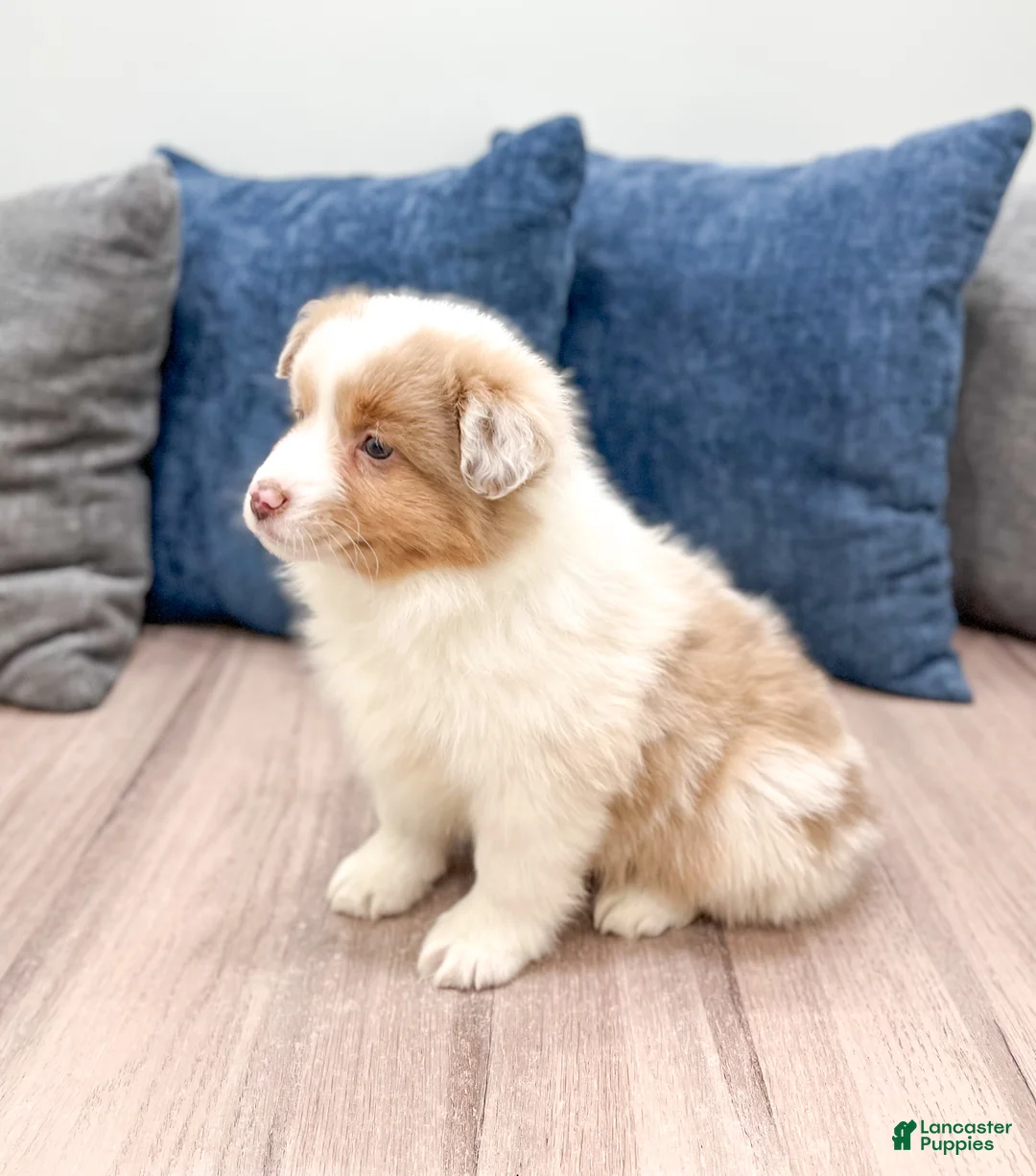 Miniature Australian Shepherd dogs for sale: Lilac - Ad 4